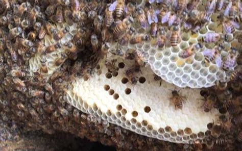 蜜蜂築巢怎麼辦 縫合水晶用法